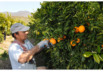 Bee Sweet Citrus prepares for summer imports