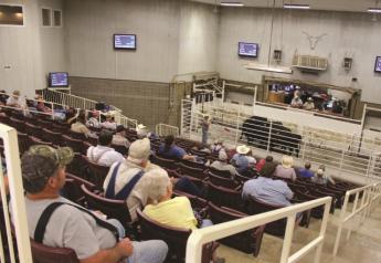 Cattle and Beef Markets Move Past Spring Peaks