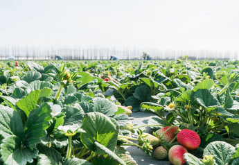 Organic strawberry acreage drops in California