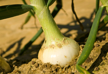 Vidalia growers contend their onions are best