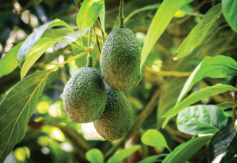 Mexican avocado crop up slightly, importers say