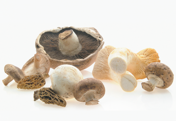 Mushroom shortages expected for up to 10 weeks