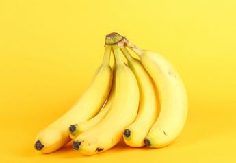 Banana industry focuses on TR4 prevention