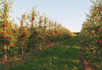 Michigan apple growers anticipate normal volume in 2020