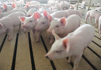 Good, Bad Of African Swine Fever In China