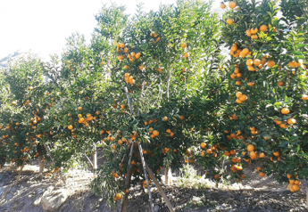 Citrus plentiful for summer season, marketers say