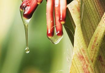 Scientists Find Possibility of Nitrogen-Fixing Corn 
