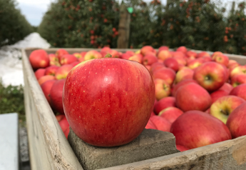 Eastern apple growers expect strong 2018 crop