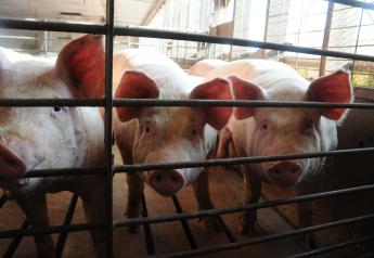Is the Pork Industry Ready for African Swine Fever?