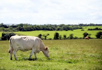 Ireland Cow