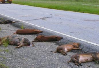 Feral hogs not only pose a danger to agricultural crops but to motorists too, and not just in Texas. Here a truck has struck and killed six feral hogs on a Savannah River site road in South Carolina. 