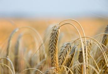 Free_Images_Wheat