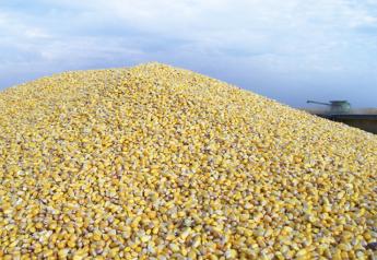Pile of corn