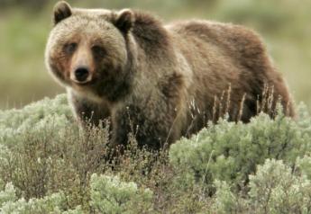 NCBA and PLC Opposes Plan to Relocate Grizzly Bears