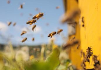 honey bees swarm
