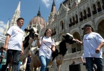 Cows on Parade: Hungarian dairy producers protest low prices