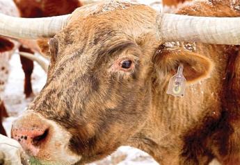 A longhorn herd is part of a beta testing program of a 'Fitbit' like chip tagged to the cattle's ear and transmits bio-data through a smart phone app.