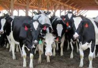 Managing for Mastitis in Dairy Housing Systems medium