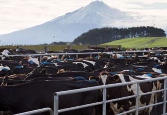 New_Zealand_Bloomberg_Dairy_Cattle