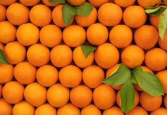 Oranges Citrus