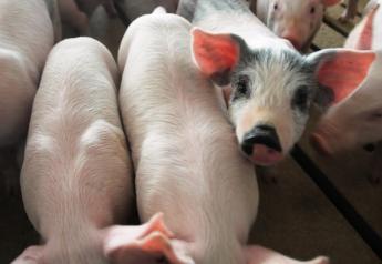 Piglets_pigs_baby_swine_(11)
