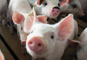 Piglets_pigs_baby_swine_(8)