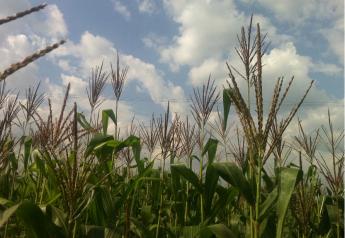 Pioneer_-_corn_field