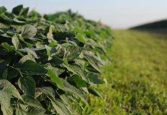 How did the soybean become such a common crop in the U.S.?