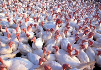 Turkey_Poultry