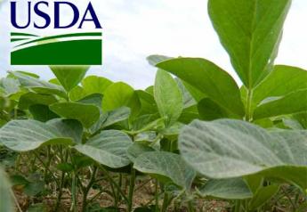 USDA-soybeans-closeup