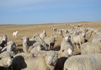 USDA_Sheep