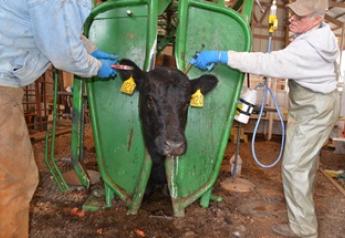 Vaccination Cattle Vet