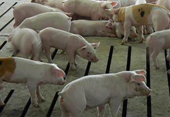Hogs Fall to Nine-Month Low as High Pork Costs ‘Strangle Demand’