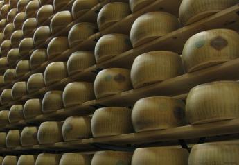 Rounds of Parmigiano Reggiano ripen in a storeroom.