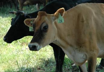 New Zealand Farmers Cut Back on Milk Cows