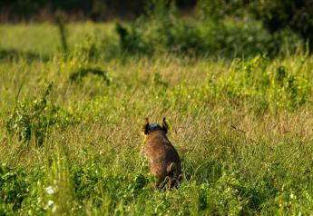 A wild pig equipped with a GPS collar and ear tag moves across an open pasture in Oklahoma.