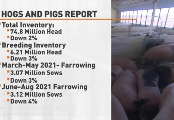 Hogs and Pigs Report: Opportunity Ahead to Recapture 2020’s Losses