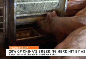 Northern China’s Breeding Herd Hit Hard By New ASF Infections 