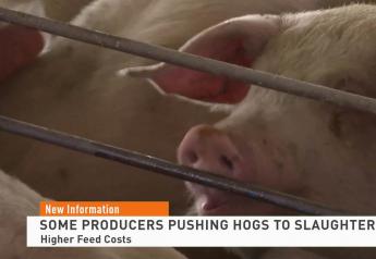 Hog Futures Hit 7-Year High as Feed Costs Force Some Pork Producers to Liquidate Sows