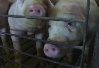 Pork Producers are Still Recovering from the Pandemic's Impacts