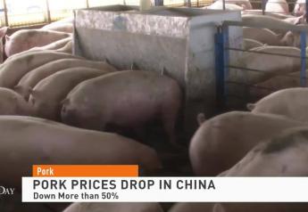 China Says Pig Herd Grew 23.5% in a Year, 9 Months After Claims of ASF Recovery