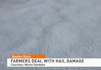 Iowa Farm Fields Hit with Hail, Seed Dealer Says Farmers Dealing with Damage in 30-Mile Stretch