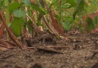 Forecasting July Rains, Meteorologists See Continued Contrast in the Corn Belt