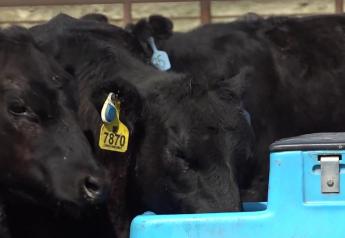 Help Cattle Beat the Heat with These Tips
