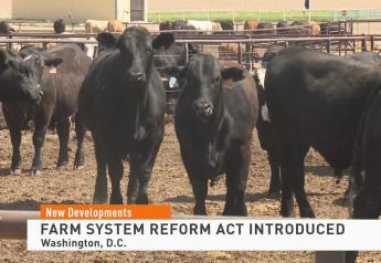 Democratic Lawmakers Introduce Bill to End Factory Farming, Livestock Groups Fight Back