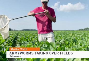 As Southern Farmers Fight Fall Armyworm Damage, EPA Grants Insecticide Relief in Rice