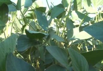 Unspoken Truth About Pests: This Pest Can Cost You 15% to 50% in Yield Loss