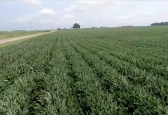 Ohio Farmers Eye Possibility of Record Corn Crop to Kick Off Pro Farmer Crop Tour