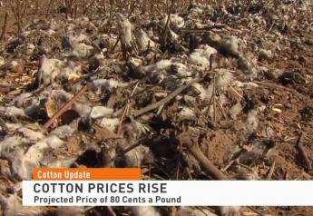 Cotton Prices Climb as Tropical Storm Swamps Market with Supply Fears