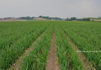 Mother Nature stresses crop, but good volume of onions remains in Idaho-eastern Oregon